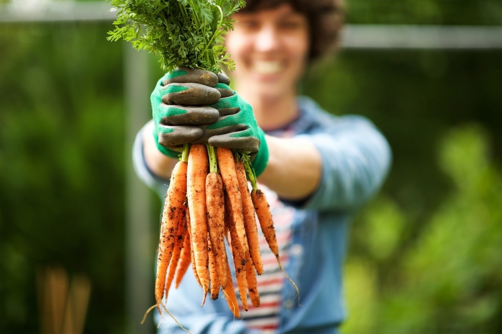Frische Karotten aus dem eigenen Garten - der Villacher Saubermacher hat die richtige Erde für Sie.